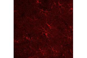 Indirect immunostaining of a PFA fixed rat hippocampus section (dilution 1 : 500). (GLN1 抗体)