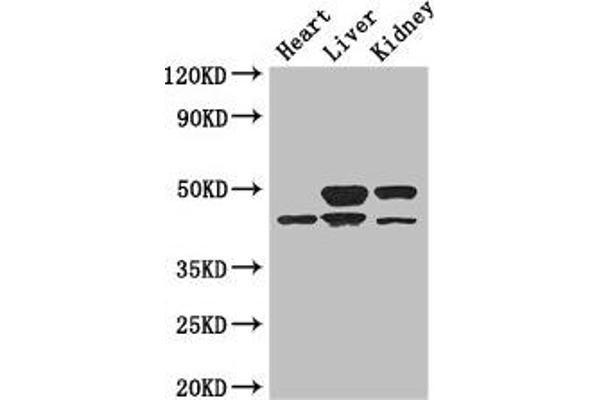 TGIF1 Antikörper  (AA 8-375)