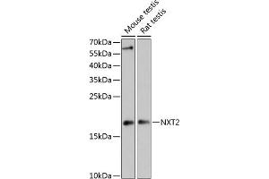 Western blot analysis of extracts of various cell lines, using NXT2 antibody (ABIN6133260, ABIN6144977, ABIN6144978 and ABIN6217951) at 1:3000 dilution.