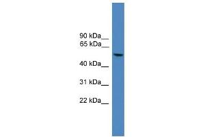 WB Suggested Anti-FOXO4 Antibody Titration:  0. (FOXO4 抗体  (C-Term))