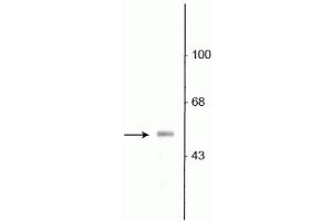 Western blot of rat olfactory bulb lysate showing specific immunolabeling of the ~53 kDa VGAT protein. (SLC32A1 抗体  (N-Term))