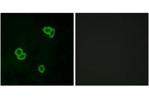 Immunofluorescence (IF) image for anti-Latrophilin 1 (LPHN1) (AA 561-610) antibody (ABIN2890889) (Latrophilin 1 抗体  (AA 561-610))
