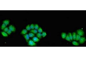 Immunofluorescent analysis of PC-3 cells using ABIN7142682 at dilution of 1:100 and Alexa Fluor 488-congugated AffiniPure Goat Anti-Rabbit IgG(H+L) (PRKAG1 抗体  (AA 1-331))