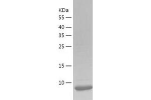 Western Blotting (WB) image for Oncomodulin (OCM) (AA 2-109) protein (His tag) (ABIN7124261) (Oncomodulin Protein (OCM) (AA 2-109) (His tag))