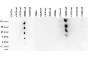 Cross reactivity test using the Histone H3 (K27me3) antibody. (HIST1H3A 抗体  (3meLys27))