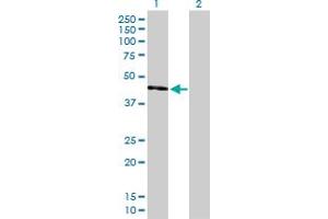 Western Blot analysis of UQCRC2 expression in transfected 293T cell line by UQCRC2 MaxPab polyclonal antibody.