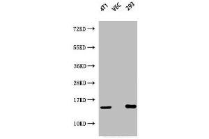 Western Blot analysis of 4T1 VEC 293 cells using Phospho-Histone H2A. (H2AFX 抗体  (pSer139))