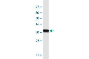 Western Blotting (WB) image for anti-COX4 Neighbor (COX4NB) (AA 113-210) antibody (ABIN1774837)