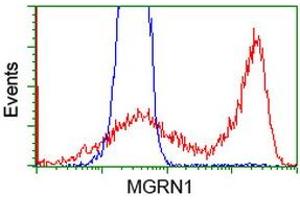 HEK293T cells transfected with either RC208284 overexpress plasmid (Red) or empty vector control plasmid (Blue) were immunostained by anti-MGRN1 antibody (ABIN2454423), and then analyzed by flow cytometry. (Mahogunin RING Finger Protein 1 抗体)