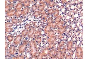DAB staining on IHC-P; Samples: Mouse Kidney Tissue (ERP29 抗体  (AA 42-173))