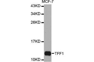 Western blot analysis of extracts of MCF-7 cell line, using TFF1 antibody. (TFF1 抗体  (pSer2))