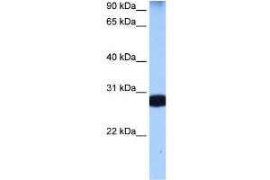 STAU1 antibody used at 0. (STAU1/Staufen 抗体)