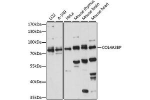 Western blot analysis of extracts of various cell lines, using COL4BP antibody (ABIN7266461) at 1:1000 dilution. (COL4A3BP 抗体  (AA 369-598))