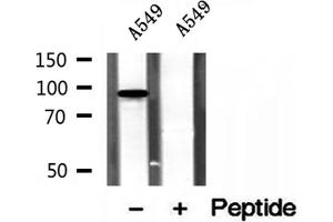Western blot analysis of extracts of A549 cells, using PBXIP1 antibody. (PBXIP1 抗体  (C-Term))
