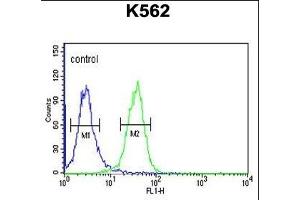 PGP Antibody (N-term) (ABIN653810 and ABIN2843085) flow cytometric analysis of K562 cells (right histogram) compared to a negative control cell (left histogram). (PGP 抗体  (N-Term))