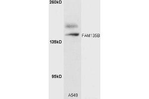 A549 cell lysates probed with Rabbit Anti-FAM135B Polyclonal Antibody (ABIN1386912) at 1:300 overnight in 4˚C. (FAM135B 抗体  (AA 1080-1130))