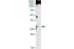 Immunoprecipitation of LGALS3 transfected lysate using anti-LGALS3 MaxPab rabbit polyclonal antibody and Protein A Magnetic Bead , and immunoblotted with LGALS3 purified MaxPab mouse polyclonal antibody (B01P) . (Galectin 3 抗体  (AA 1-250))