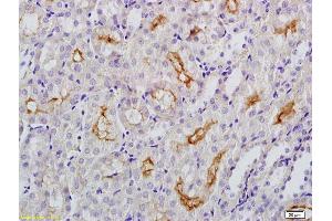 Immunohistochemistry (IHC) image for anti-Klotho (KL) (AA 401-500) antibody (ABIN681778)