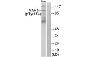 Western blot analysis of extracts from RAW264. (VAV1 抗体  (pTyr174))