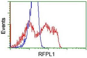 HEK293T cells transfected with either RC211141 overexpress plasmid (Red) or empty vector control plasmid (Blue) were immunostained by anti-RFPL1 antibody (ABIN2453595), and then analyzed by flow cytometry. (RFPL1 抗体)