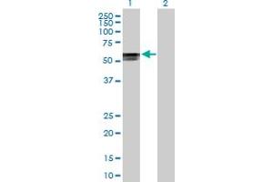 Western Blot analysis of POLR3D expression in transfected 293T cell line by POLR3D MaxPab polyclonal antibody. (POLR3D 抗体  (AA 1-398))