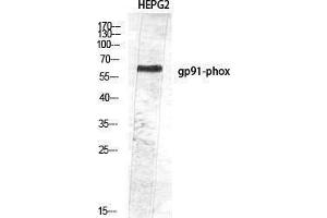 Western Blotting (WB) image for anti-Cytochrome B-245, beta Polypeptide (CYBB) (Internal Region) antibody (ABIN3187891) (CYBB 抗体  (Internal Region))