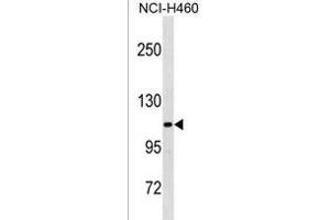 THBS4 Antibody (C-term) (ABIN1881882 and ABIN2838744) western blot analysis in NCI- cell line lysates (35 μg/lane). (THBS4 抗体  (C-Term))