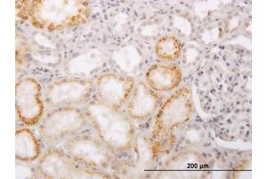 Immunoperoxidase of monoclonal antibody to PHACS on formalin-fixed paraffin-embedded human kidney. (PHACS 抗体  (AA 1-100))