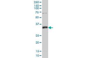 Western Blotting (WB) image for anti-N-Methylpurine-DNA Glycosylase (MPG) (AA 1-90) antibody (ABIN598817) (MPG 抗体  (AA 1-90))