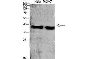Western Blot (WB) analysis of specific cells using Antibody diluted at 1:1000. (C5AR1 抗体)