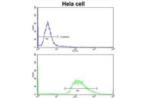 Flow Cytometry (FACS) image for anti-Leiomodin 1 (LMOD1) antibody (ABIN3003829) (Leiomodin 1 抗体)
