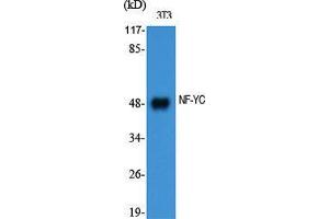 Western Blot (WB) analysis of specific cells using NF-YC Polyclonal Antibody. (NFYC 抗体  (N-Term))
