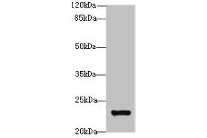 Western blot All lanes: MND1 antibody at 10 μg/mL + Jurkat whole cell lysate Secondary Goat polyclonal to rabbit IgG at 1/10000 dilution Predicted band size: 24 kDa Observed band size: 24 kDa (MND1 抗体  (AA 2-205))