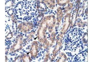 Image no. 1 for anti-RB-Associated KRAB Zinc Finger (RBAK) (AA 447-496) antibody (ABIN6735905) (RBAK 抗体  (AA 447-496))