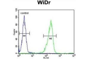 Flow cytometric analysis of WiDr cells using IL31 Antibody (N-term) Cat. (IL-31 抗体  (N-Term))