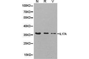 Western Blotting (WB) image for anti-Interleukin 17A (IL17A) antibody (ABIN1873195) (Interleukin 17a 抗体)