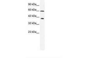 Image no. 1 for anti-Minichromosome Maintenance Complex Component 7 (MCM7) (N-Term) antibody (ABIN203097) (MCM7 抗体  (N-Term))