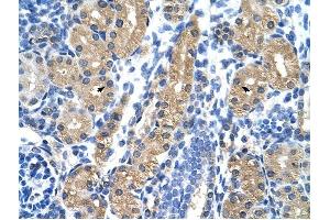 HSD17B1 antibody was used for immunohistochemistry at a concentration of 4-8 ug/ml to stain Epithelial cells of renal tubule (arrows) in Human Kidney. (HSD17B1 抗体)