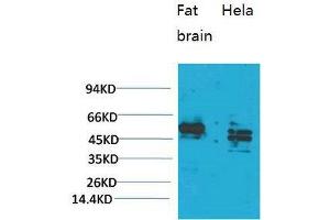 Western Blot (WB) analysis of 1) Rat Brain Tissue, 2)HeLa, with CXCR4 Rabbit Polyclonal Antibody diluted at 1:2000. (CXCR4 抗体)