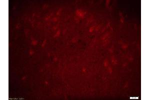 Formalin-fixed and paraffin embedded rat brain labeled with Rabbit Anti-GADD45B Polyclonal Antibody, Unconjugated used at 1:200 dilution for 40 minutes at 37°C. (GADD45B 抗体  (AA 81-160))