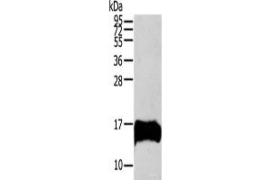 Western blot analysis of HUVEC cells using S100A13 Polyclonal Antibody at dilution of 1:200 (S100A13 抗体)