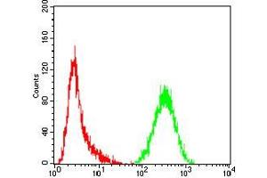 Flow cytometric analysis of Hela cells using CASP3 mouse mAb (green) and negative control (red). (Caspase 3 抗体  (AA 29-175))