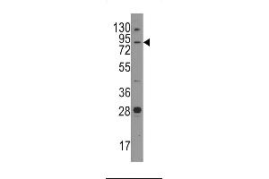 Western blot analysis of anti-Junctophilin 3 Pab in mouse brain tissue lysates (35ug/lane). (Junctophilin 3 抗体  (AA 549-578))