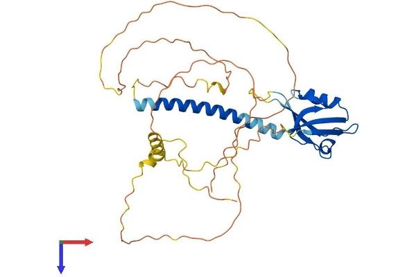 CYTIP Protein (AA 1-359) (His tag)