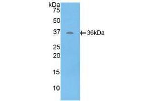 Western blot analysis of recombinant Human ATP6AP2. (ATP6AP2 抗体  (AA 17-302))