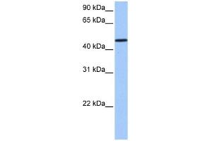 SAMD14 antibody used at 1 ug/ml to detect target protein. (SAMD14 抗体  (N-Term))
