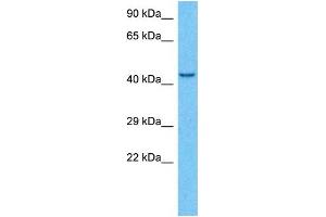 Host:  Rabbit  Target Name:  KCNJ6  Sample Type:  MCF7 Whole Cell lysates  Antibody Dilution:  1. (KCNJ6 抗体  (C-Term))