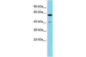 Host: Rabbit Target Name: RSRC1 Sample Type: 721_B Whole Cell lysates Antibody Dilution: 1.