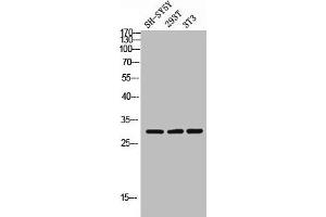 Western blot analysis of SH-SY5Y 293T 3T3 lysis using ApoOL antibody. (APOOL 抗体  (C-Term))