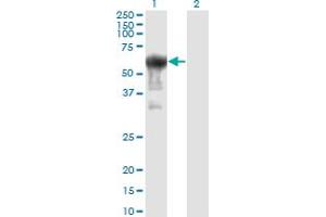 Western Blot analysis of PRUNE expression in transfected 293T cell line by PRUNE monoclonal antibody (M01), clone 1C11.